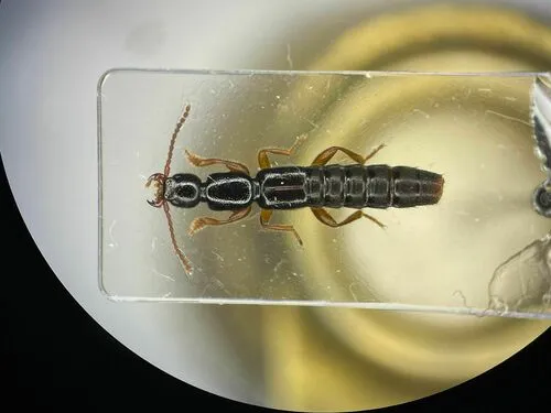 Lathrobium sparsellum