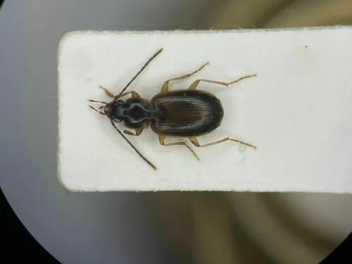 Badister parviceps