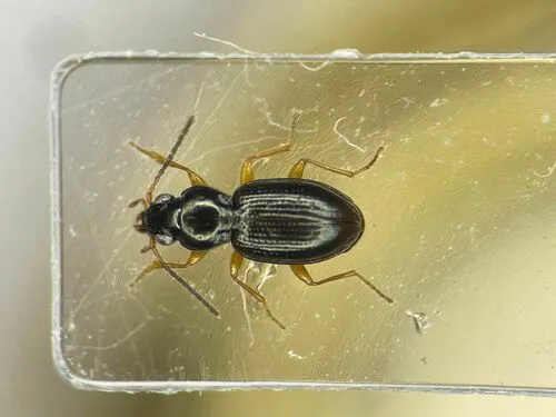 Bembidion muscicola