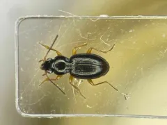 Bembidion muscicola thumbnail 1