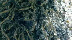 Ridgeia piscesae thumbnail 2