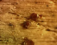Licea minima thumbnail 2