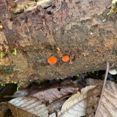 Scutellinia gintlii thumbnail 1