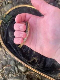 Gravel Chub thumbnail 1