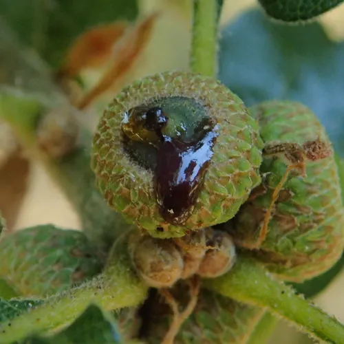 drippy acorn disease