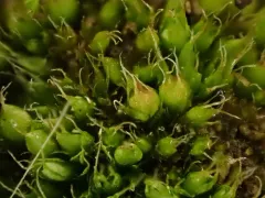 Alkaline Wing-nerved Moss thumbnail 2