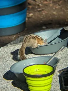 Uinta Chipmunk thumbnail 2
