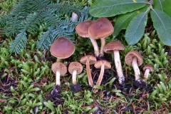 Cortinarius laetus thumbnail 2