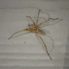 Agelenopsis oregonensis thumbnail 1