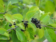 common buckthorn thumbnail 2