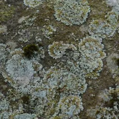 Zoned Dust Lichen thumbnail 3