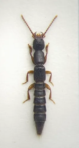 Lathrobium othioides