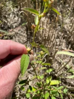 prickly fanpetals thumbnail 2