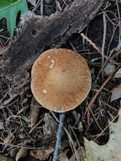 Boletus atkinsonii thumbnail 3