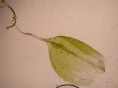 Alkaline Wing-nerved Moss thumbnail 4