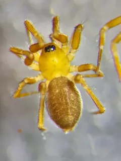 Small Sheet-web Weaver thumbnail 3