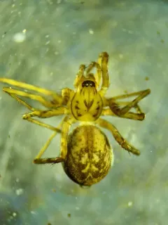 Calymmaria emertoni thumbnail 2