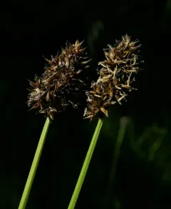 alpine nerve sedge thumbnail 3