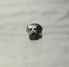 Ero tuberculata thumbnail 3