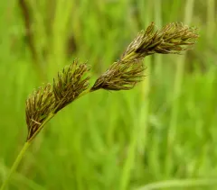 oval sedge thumbnail 3