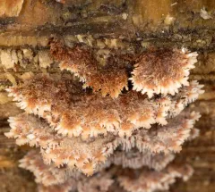 Gloiodon occidentalis thumbnail 4