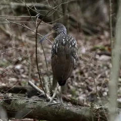 Limpkin photo