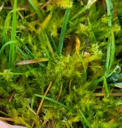 Pointed Spear-moss thumbnail 3