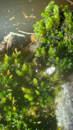 Lasius subglaber thumbnail 3