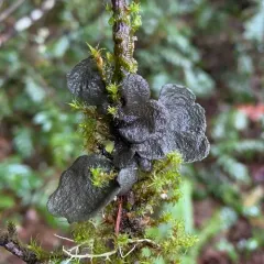 Sticta globulifuliginosa thumbnail 3