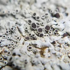 black-eyed rosette lichen thumbnail 3