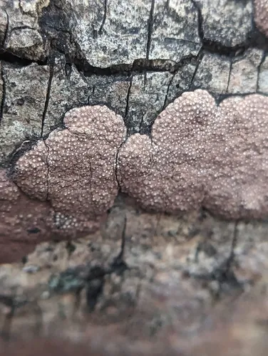 Hypoxylon perforatum