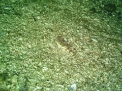 Spinynose Sculpin thumbnail 4