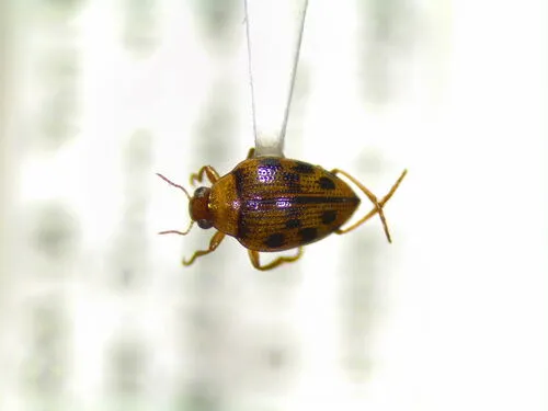 Haliplus borealis