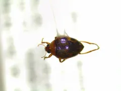 Haliplus immaculicollis thumbnail 3