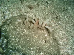 smooth urn sponge thumbnail 4