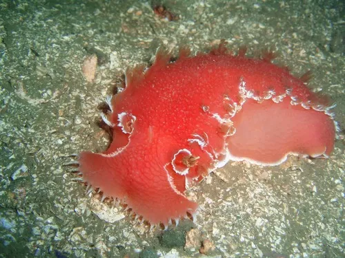 Pink Tritonid
