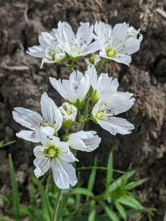 Great Chickweed thumbnail 2