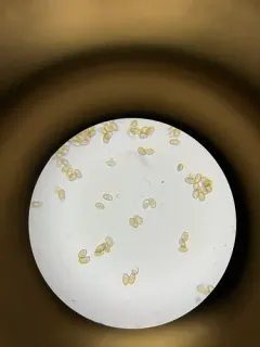 Inocybe oetziana thumbnail 2