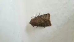 Homoglaea carbonaria thumbnail 3