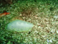 Cadlina klasmalmbergi thumbnail 4
