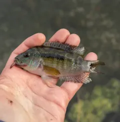 Jack Dempsey thumbnail 1