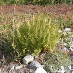 American Alpine Lady Fern thumbnail 1