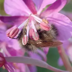 Forest Bumble Bee thumbnail 1
