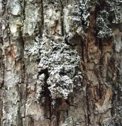 Pale-bellied Frost Lichen thumbnail 4