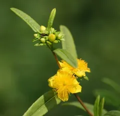 shrubby St. John's-wort thumbnail 3