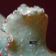 Sea Storm Lichen thumbnail 3