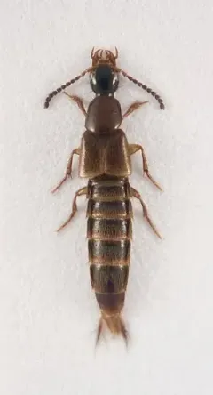 Philonthus hepaticus thumbnail 2