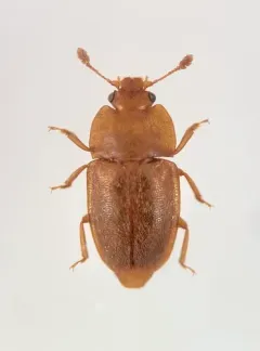 Avaricious Sap Beetle thumbnail 2