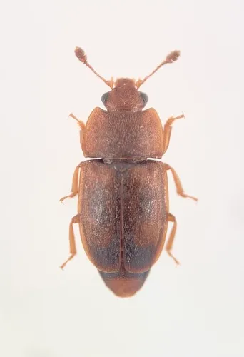 Epuraea unicolor