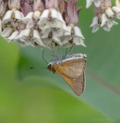 Two-spotted Skipper thumbnail 2